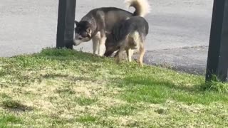 Dog Attack