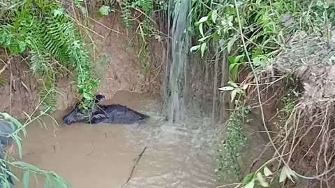 Buffalo Calf Rescued From Flooding Hole