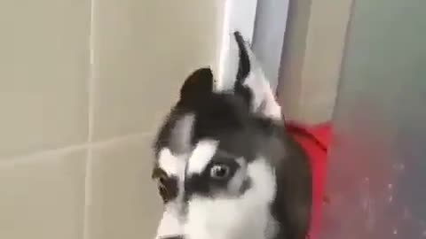 husky argue with his owner.mp4