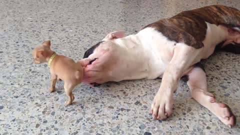 Tiny chihuahua puppy adorably teases sleepy American bulldog