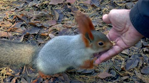 feeding the little squirrel