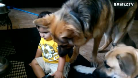 Big Dogs Playing with Babies Compilation 2016