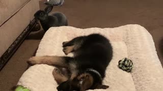 German Shepherd Puppy… Nap interrupted!