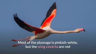 To learn more about greater Flamingo watch this video