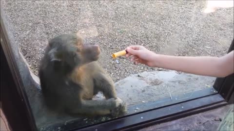 Monkeys react to magic