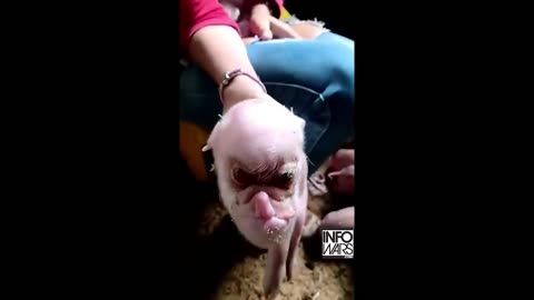 Video Surfaces: 1/2 Human, 1/2 Pig