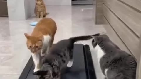 They think they are going somewhere 😂 || Cat Video || Funny Video