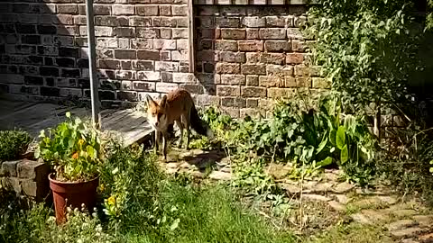 Folkestone Fox - Urban Foxes Return