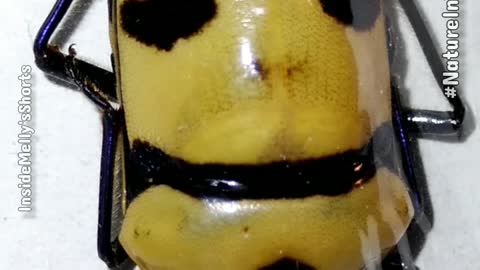 Man-Faced Beetle