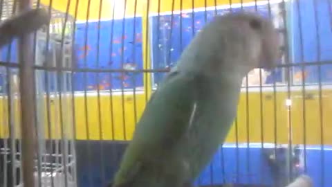 budgie in a cage