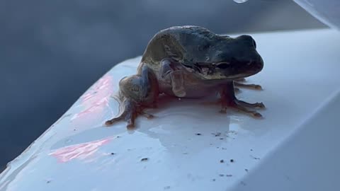 Dehydrated frog gets water part 1