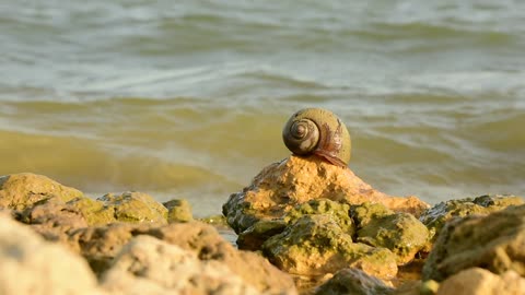 snail at the beach