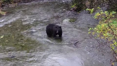 Bear fishing In The River