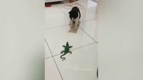 "How a curious cat makes friends with a lizard!"