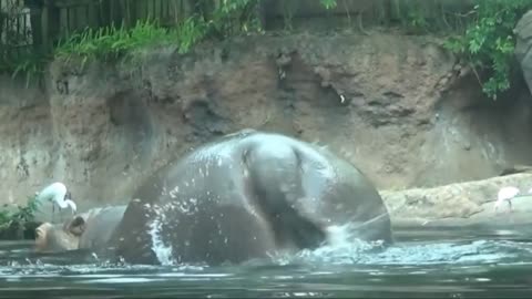 #Hippo #Fart #Poop