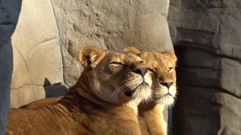 Lion is cute people 😂💓💓