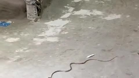 Battle line drawn between a cat and a snake