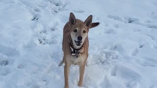 Snowball Catching Dog