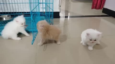 PERSIAN CAT PLAYING