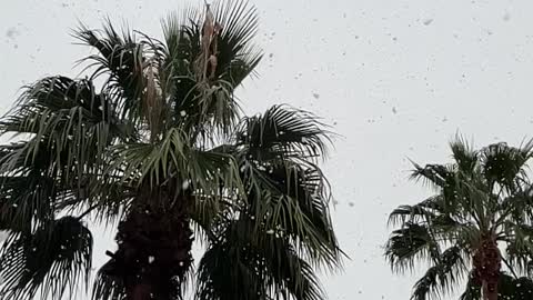 Snow and palm trees?
