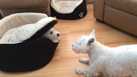 Terriers engage in hilarious game of peek-a-boo