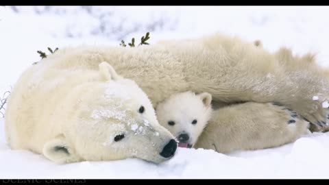 Baby Animals - Amazing World Of Young Animals - Scenic Relaxation Film