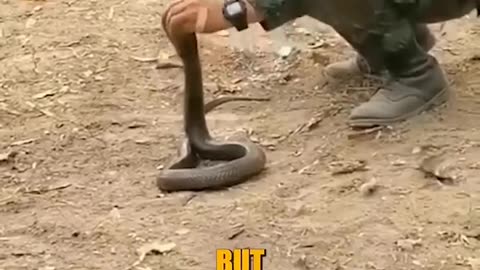 Amazing A soldier tamed a snake #shorts #short #viral #trending #shorts