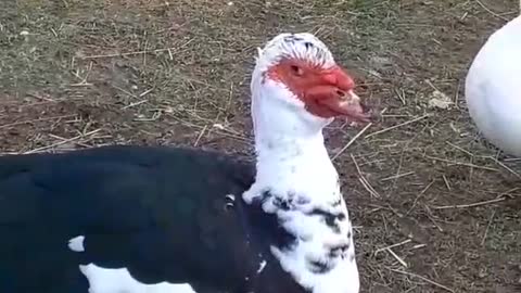 Everyone sing Yummy...More Muscovy Fun