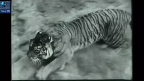 Lion Vs Tiger Real Fight to Death New Original Video HD