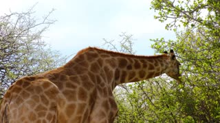 giraffe tall on trees
