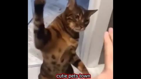 Funny cats video🤣🤣
