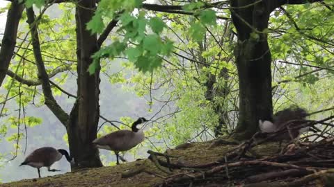 Watch beautiful geese wandering under the trees near the lake one