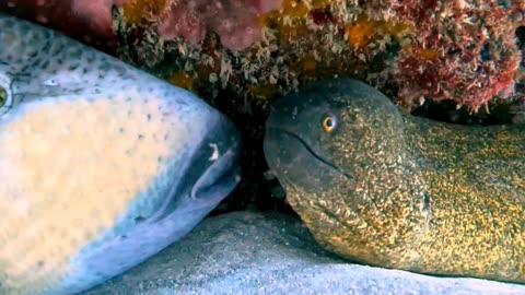 A Triggerfish and a Moray Eel in love