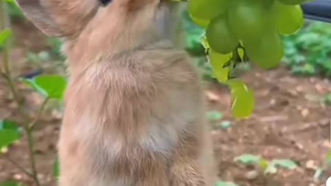 Cute Rabbit | Animal