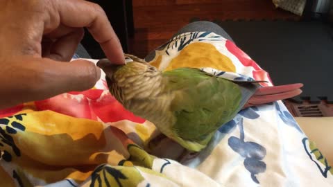 Conure demands a head scratch *