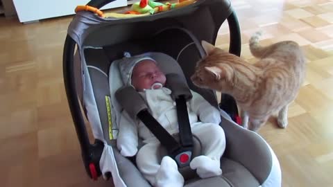 Cats meat Babies For The Fist Time, Reactions