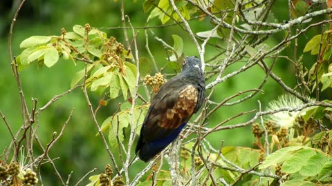 Black Eye Bird Captures Forest Movements