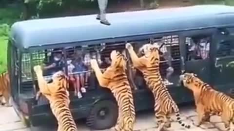Tiger Dangerous Wild Animals - tiger vs humen -