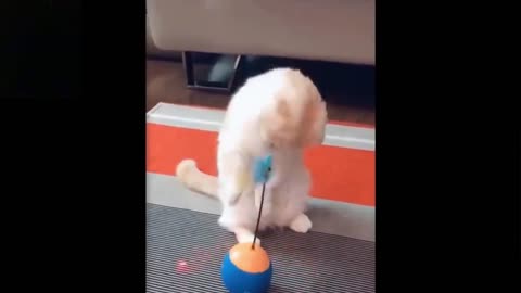 The Best Way To CATS PLAYING WITH TOYS Don't try to laugh