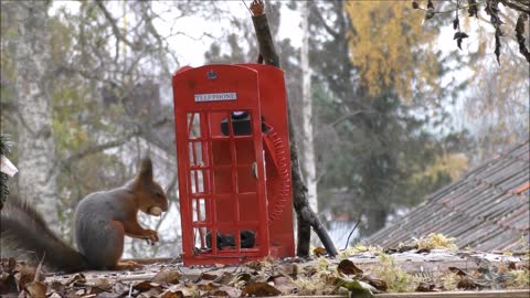 Making a telephone booth for squirrel photography