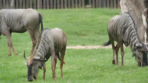 wildebeest eating grass In the morning