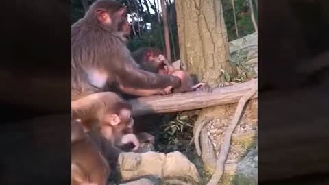 funny monkey video 18