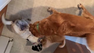 Puppy play training