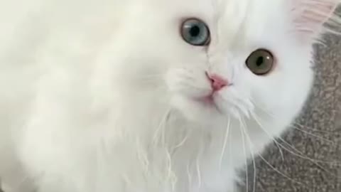 😂 OMG 😂Cute Cats Doing Funny Things 😍 Funniest Cats Video 😍 Cute Cats