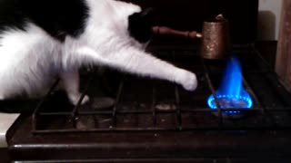 Kitty Has No Fear of Fire