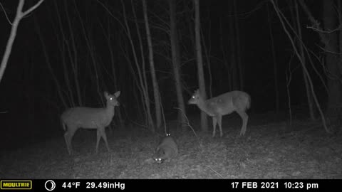 Large Raccoon with Whitetail Deer