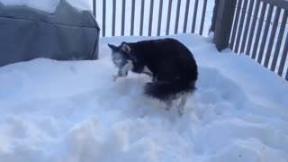 Alaskan Husky Digging For Bone In Snow Pile!