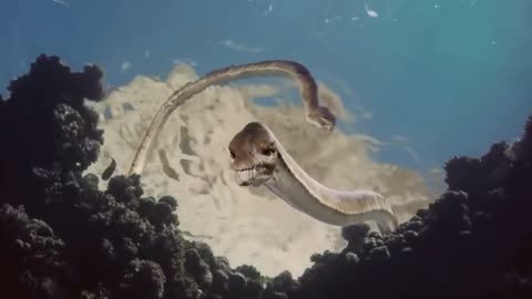 Strange and Mysterious Ancient Deep Sea Creatures