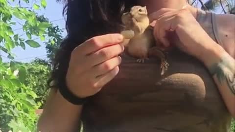 Chipmunk Fills Cheeks with Peanuts