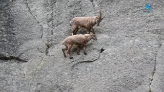 Mountain Climbing Goats ibex cliff climing Nature is Everything